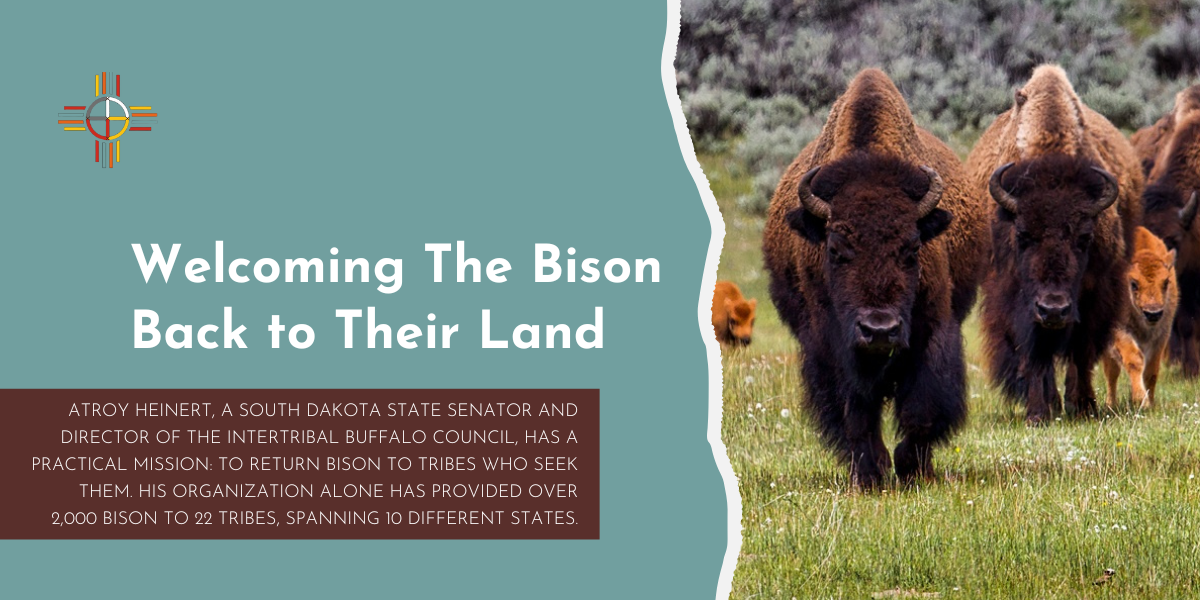 Welcoming The Bison Back To Their Land